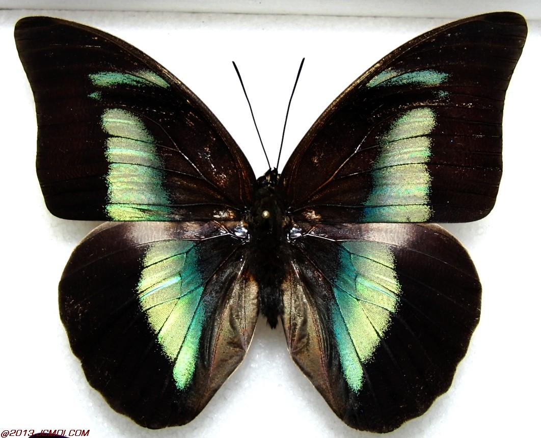Prepona ssp